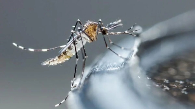 OMS alerta: Alto riesgo de propagación mundial del dengue
