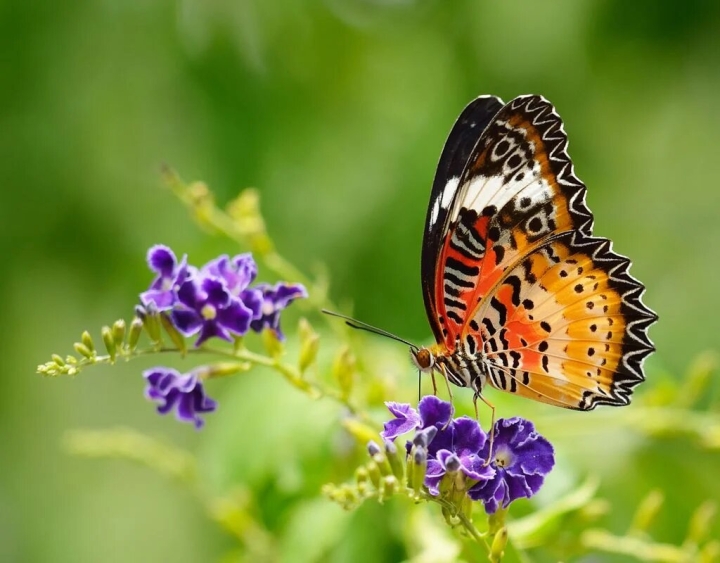 Las primeras mariposas se originaron en América del Norte y Central, revela estudio