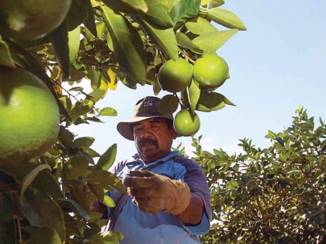 Los productores de Michoacán se han quejado de que el crimen controla sus plantíos.