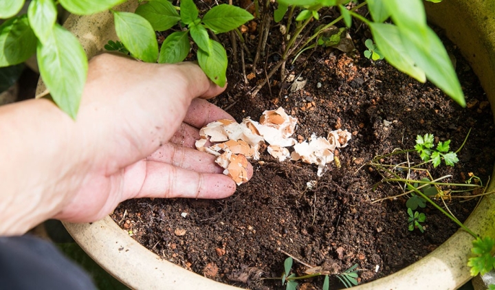Calcio para tus plantas, así debes de agregar las cáscaras de huevo a tu huerto o jardín