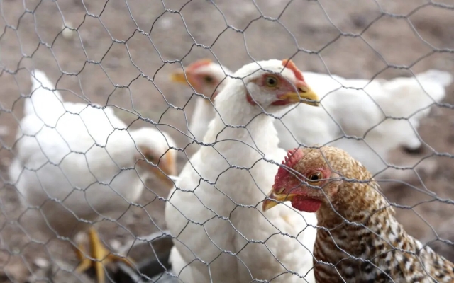 México se declara territorio libre de gripe aviar, subtipo H5N1