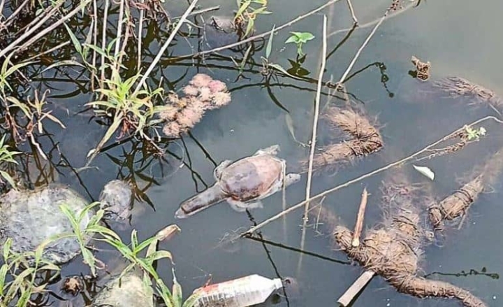 Hallan tortugas muertas en lago cerca de Bombay, India
