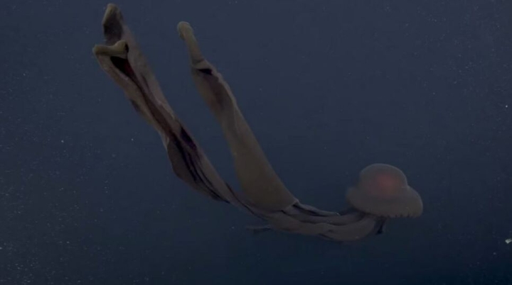VIDEO: Así luce la medusa gigante fantasma, una extraña especie