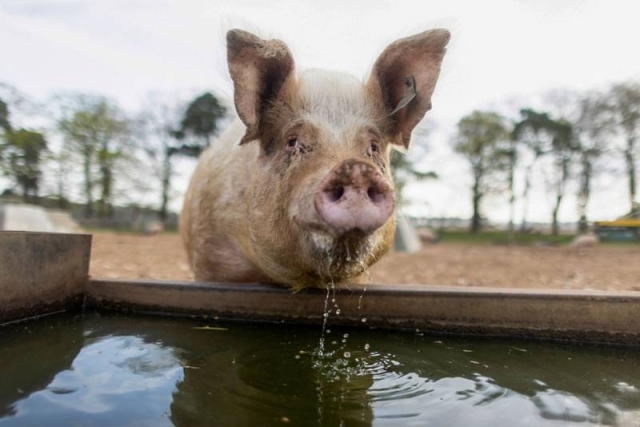 Casos sospechosos de fiebre aftosa en cerdos son investigados en Reino Unido