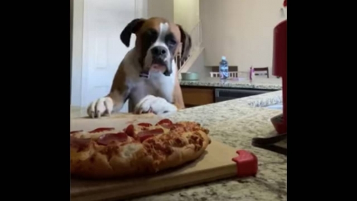 Perrito se hace viral por intentar robar una pizza.