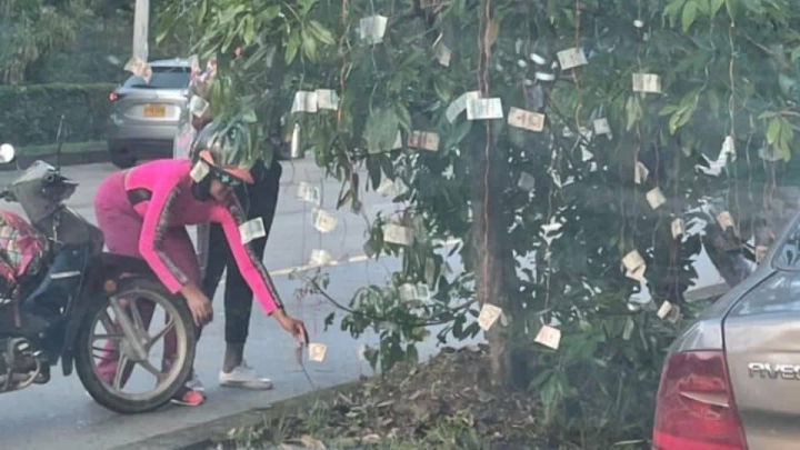 &quot;Árbol de billetes&quot; sorprende en Colombia.