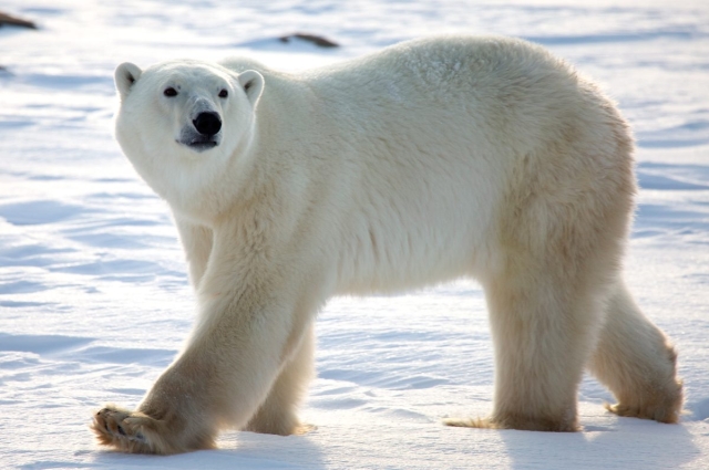 Conciencia y protección: Día Internacional del Oso Polar