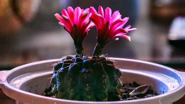 ¿Cómo lograr que tus cactus florezcan? Estos son los mejores tips