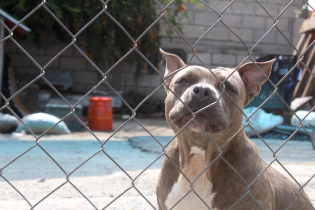 Atiende Propaem denuncia de canino maltratado en Xochitepec