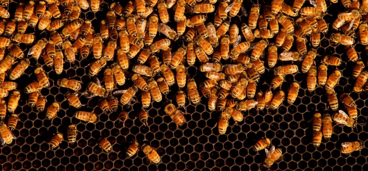 Sensores en colmenas para proteger a las abejas y evitar la pérdida de colonias