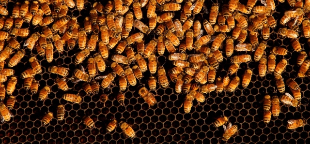 Sensores en colmenas para proteger a las abejas y evitar la pérdida de colonias