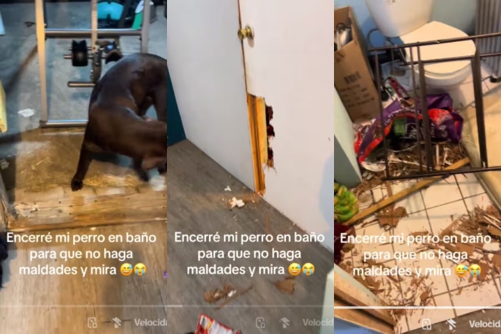 Hombre reprende a su perro encerrándolo en el baño, y este lo destroza todo