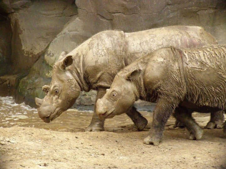 Celebran el nacimiento de una cría de rinoceronte en peligro