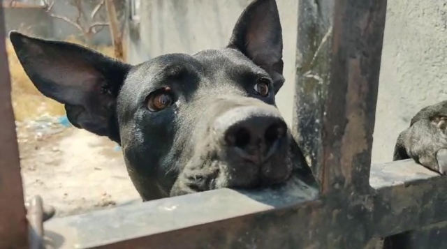 Piden ayuda a las autoridades para rescatar a un perro encerrado en una casa abandonada