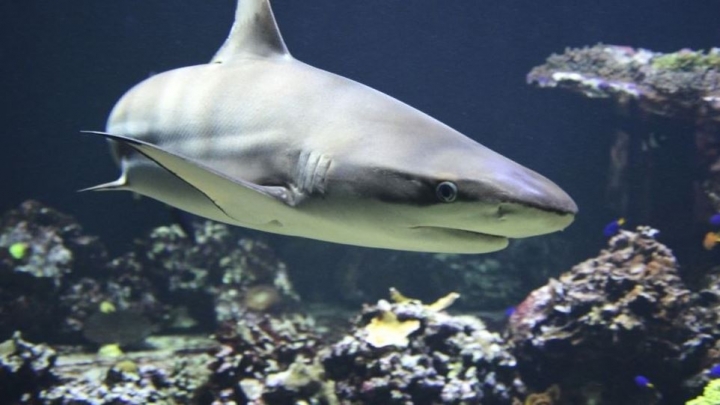 Dos de cada cinco especies de tiburones están en peligro de extinción