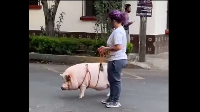 Pasean a un cerdo en calles de la CDMX.