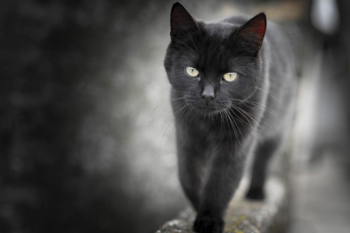 Mitos y datos sobre los gatos negros ¿Son de mala suerte?