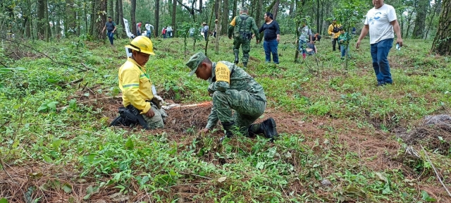 Realizan Ejército Mexicano y GN reforestación en cerro Los Encinos, en Cuernavaca