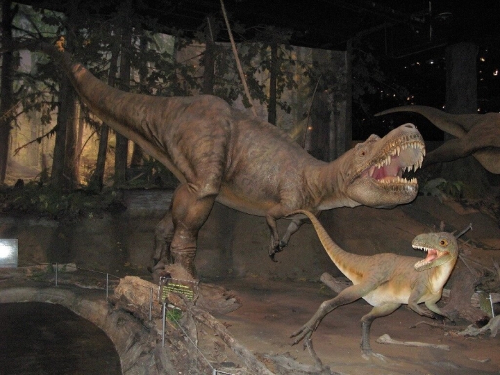 Hallan fósil que revela la última comida de un joven tiranosaurio