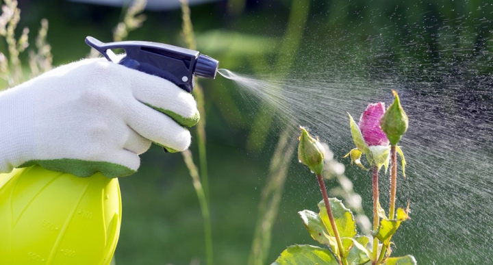Revitaliza tus plantas con fertilizante orgánico casero