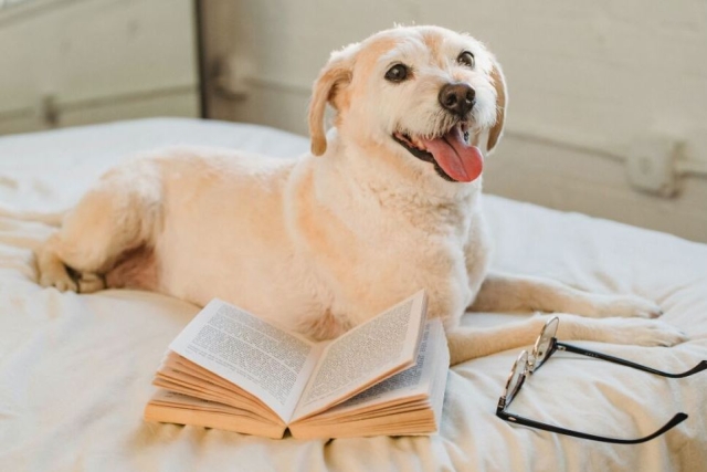 Los perritos pueden entender hasta 215 palabras, según este estudio
