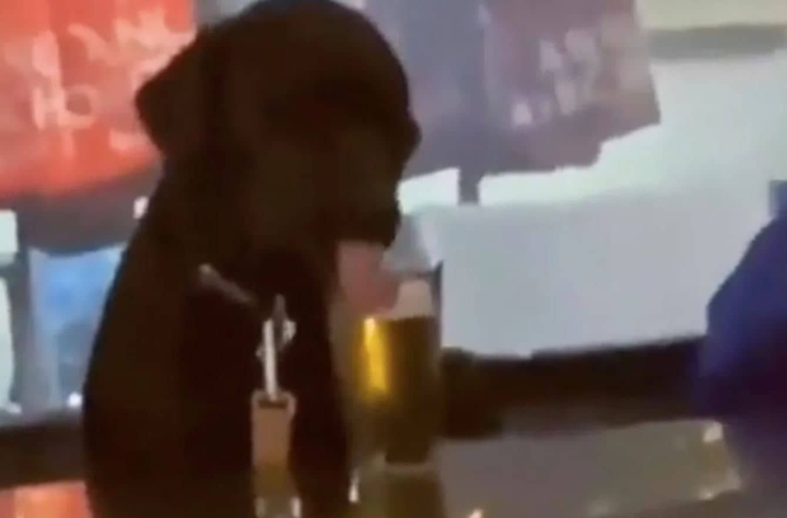 Perrito toma cerveza en un bar.