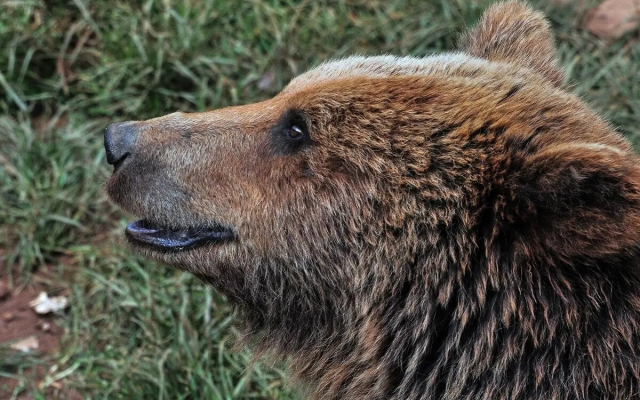 Japón ofrece recompensas por cazar osos ante aumento de ataques a personas