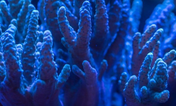 Arrecifes de coral podrían desaparecer en los próximos 80 años
