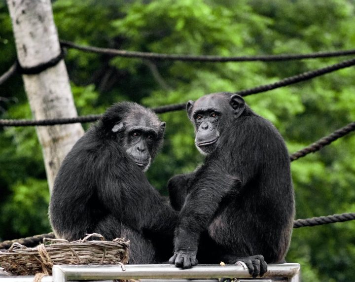 Estudio revela que los chimpancés usan tácticas de guerra similares a las humanas