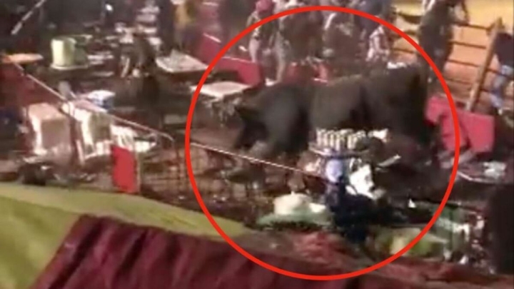 Un toro embistió al público en jaripeo de Michoacán