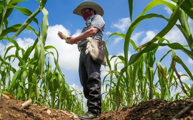 México y EU esperan concretar en enero acuerdo sobre disputa de maíz