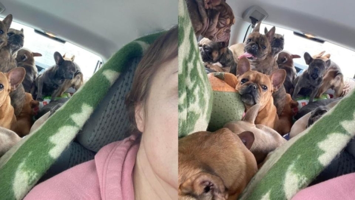 Mujer rescata a 20 perritos y huye con ellos de la guerra en Ucrania