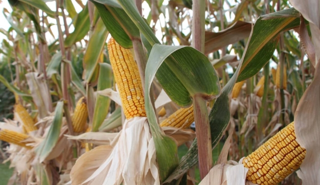 Costos de insumos pegan en producción de maíz: empresario