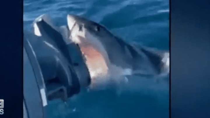 El aterrador momento en que el bote de una familia es atacado por un tiburón