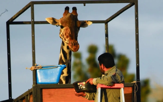 La jirafa Benito inicia viaje hacia nuevo hogar en Puebla