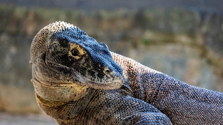 Dientes del dragón de Komodo revelan similitudes con dinosaurios