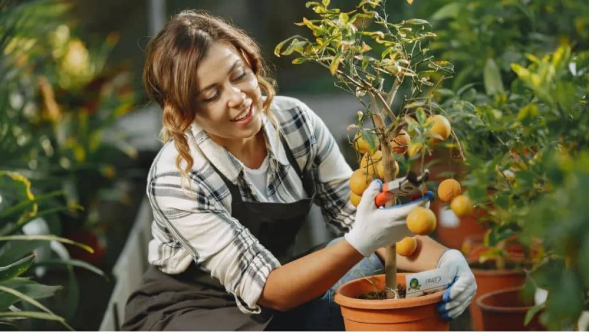 Cómo hacer que tu árbol dé más frutos y más rápido sin lastimarlo?