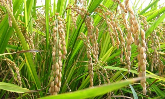 Arrocera Flor India y el arroz “India de Morelos”