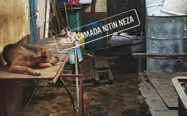 Rescate masivo de perros en Neza; indagan si eran vendidos a taqueros
