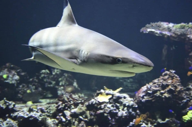 Científicos encuentran indicios de que los tiburones sí duermen