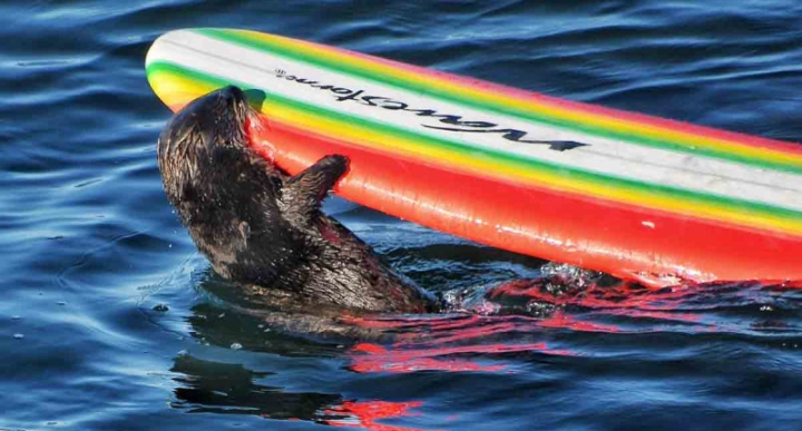 ¿Amiga de la orca Gladis? Nutria es buscada por robar tablas de surf a la orilla del mar