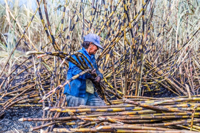 Destaca Morelos a nivel nacional por su industria cañera