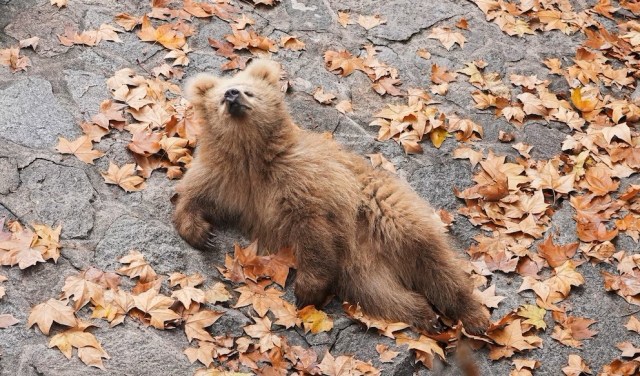 Junjun el oso estrella de Shanghai