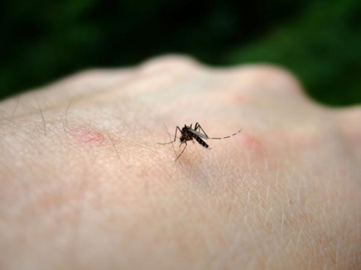 ¿Cómo ahuyentar a los mosquitos de tu casa?