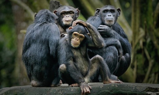 Chimpancés usan insectos para curarse las heridas, descubren científicos