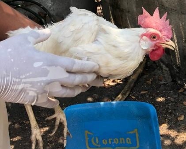 Buscan evitar la presencia de influenza aviar de alta patogenicidad en Morelos