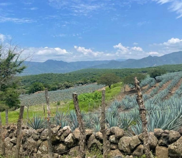 Expertos ampliarán pruebas de campo en la búsqueda de la denominación de origen del mezcal para Morelos, informó Iván Elizondo, titular del Consejo de Inversiones del Estado.  