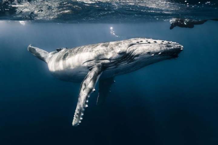 ¿Cómo las ballenas producen su enigmático canto?