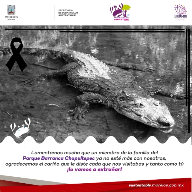 Muere cocodrilo hembra que habitaba en el parque Chapultepec, en Cuernavaca