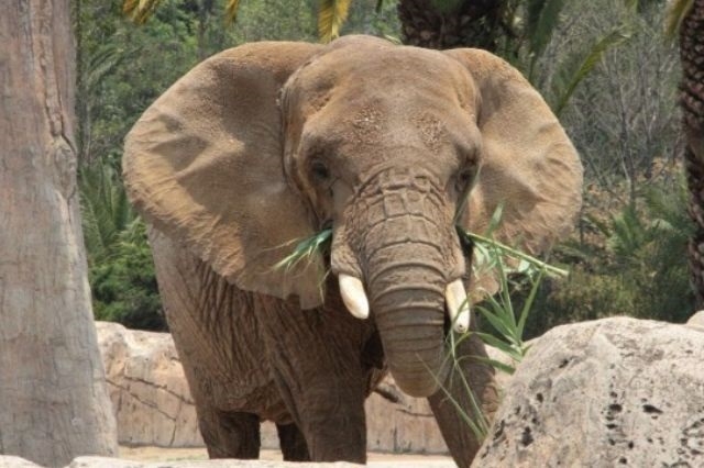 Colectivo pide rescatar a elefanta Ely del zoológico de Aragón, en CDMX